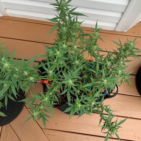 White Widow 7/25 growlog photo: 10a
