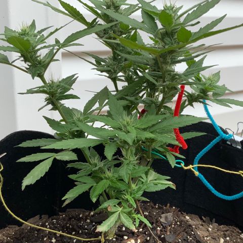 Gorilla Glue 2 7/25 growlog photo: 10a