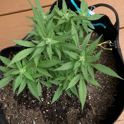 Gorilla Glue 2 7/25 growlog photo: 10a