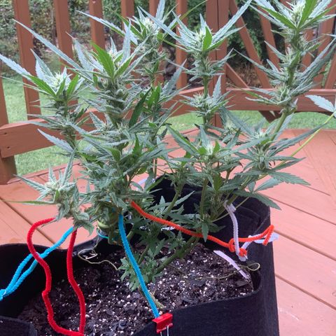 Bruce Banner 7/22 growlog photo: 4p