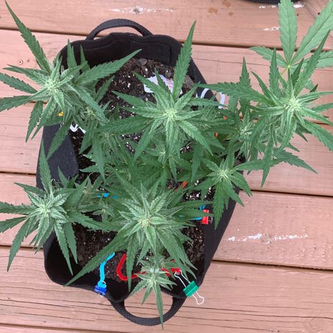 Bruce Banner 7/22 growlog photo: 4p