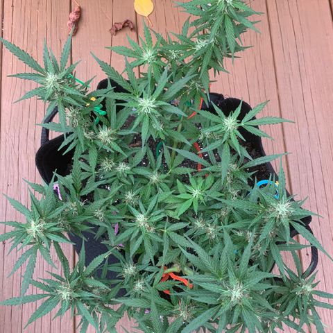 Gorilla Glue 1 7/23 growlog photo: 4p