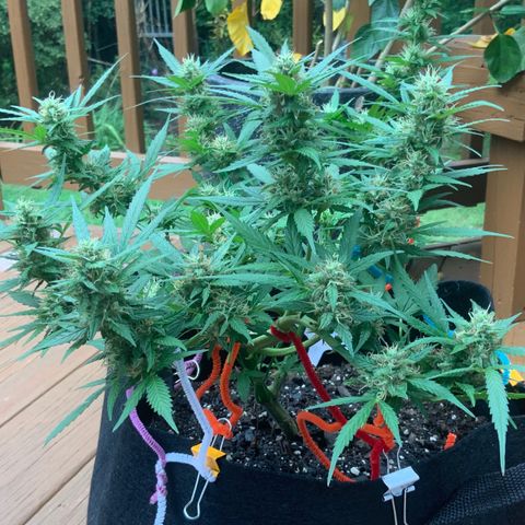 Gorilla Glue 1 7/23 growlog photo: 4p