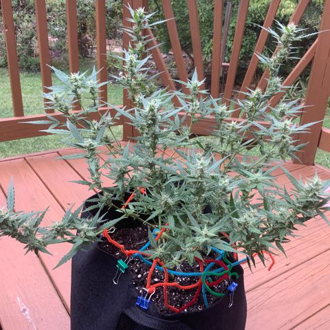 White Widow 7/25 growlog photo: 4p