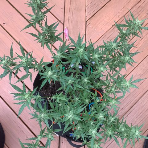 White Widow 7/25 growlog photo: 4p