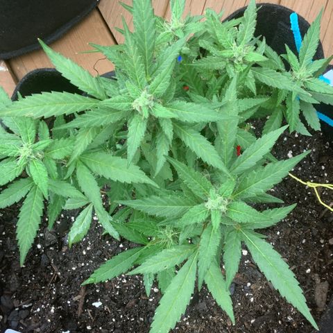 Gorilla Glue 2 7/25 growlog photo: 4p