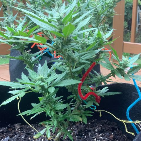 Gorilla Glue 2 7/25 growlog photo: 4p
