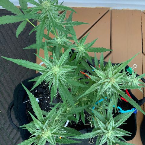 Bruce Banner 7/22 growlog photo: 8a