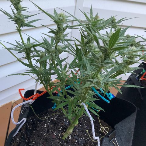 Bruce Banner 7/22 growlog photo: 8a