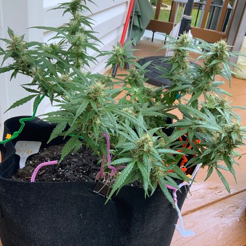 Gorilla Glue 1 7/23 growlog photo: 8a