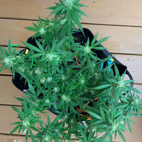 Gorilla Glue 1 7/23 growlog photo: 8a