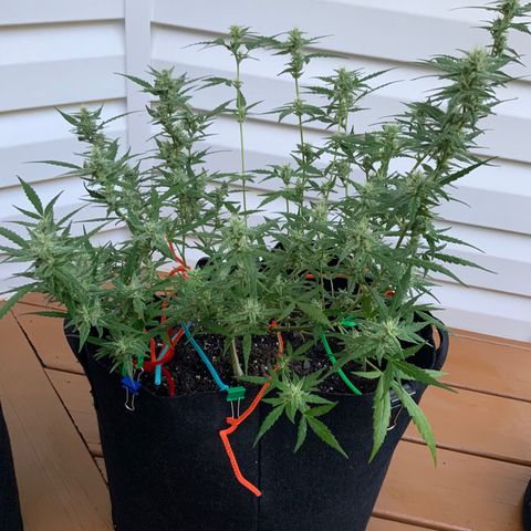 White Widow 7/25 growlog photo: 8a