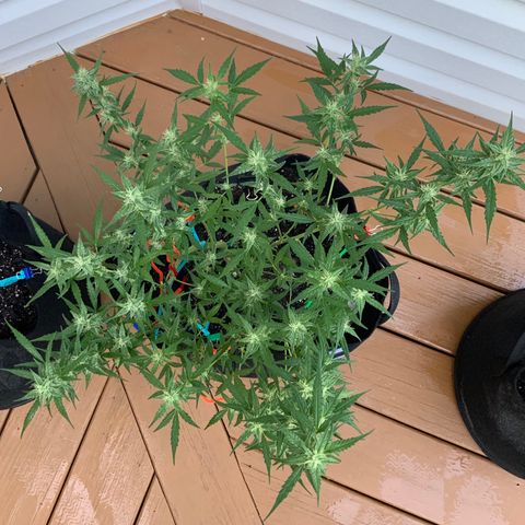 White Widow 7/25 growlog photo: 8a