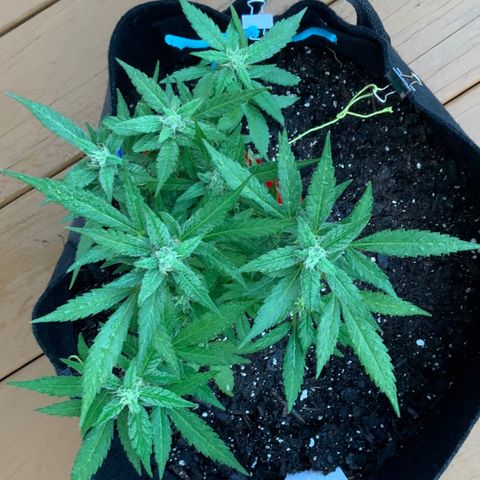 Gorilla Glue 2 7/25 growlog photo: 8a