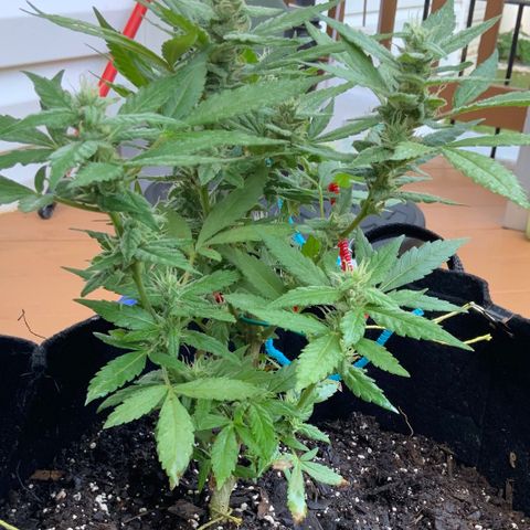 Gorilla Glue 2 7/25 growlog photo: 8a
