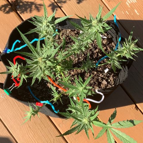 Bruce Banner 7/22 growlog photo: 3p