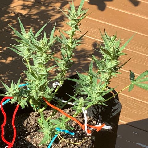 Bruce Banner 7/22 growlog photo: 3p