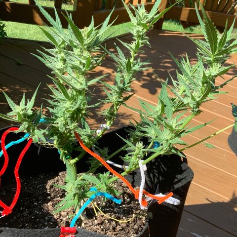 Bruce Banner 7/22 growlog photo: 3p