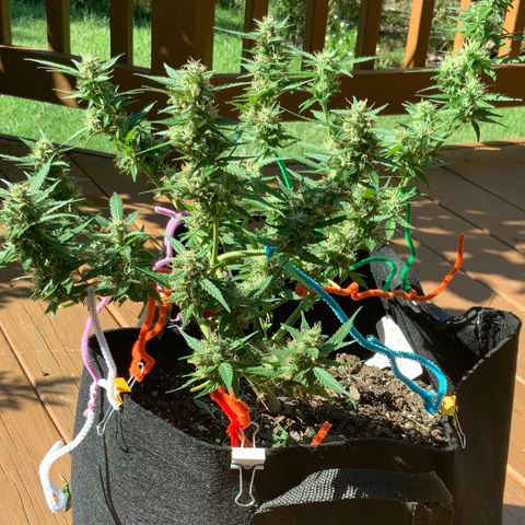 Gorilla Glue 1 7/23 growlog photo: 3p