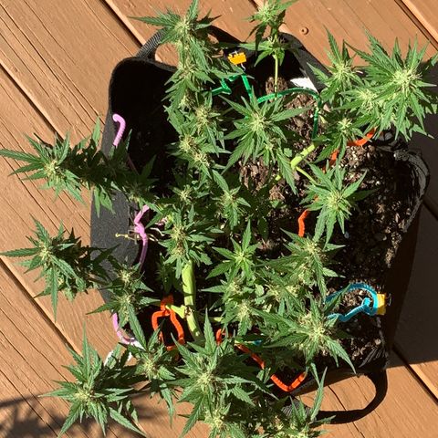 Gorilla Glue 1 7/23 growlog photo: 3p