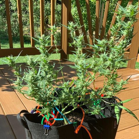 White Widow 7/25 growlog photo: 3p