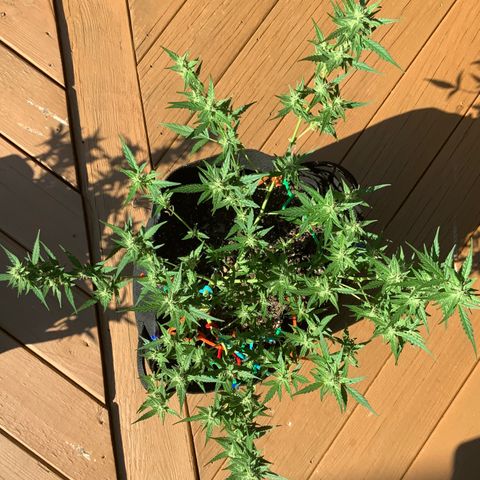 White Widow 7/25 growlog photo: 3p