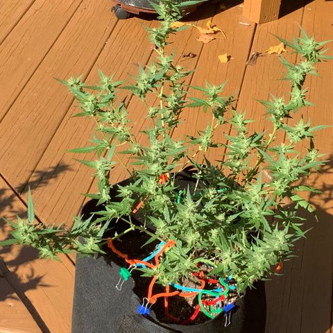 White Widow 7/25 growlog photo: 3p