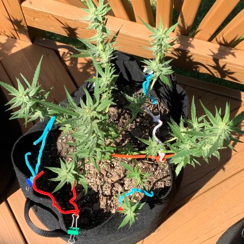 Bruce Banner 7/22 growlog photo: 2p