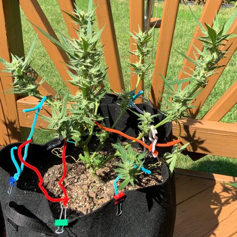 Bruce Banner 7/22 growlog photo: 2p