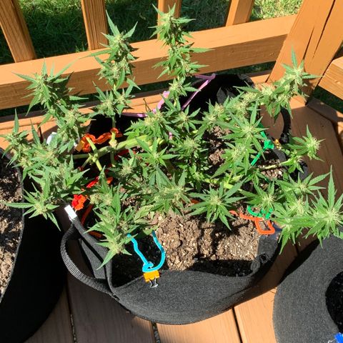 Gorilla Glue 1 7/23 growlog photo: 2p
