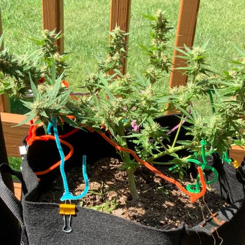 Gorilla Glue 1 7/23 growlog photo: 2p