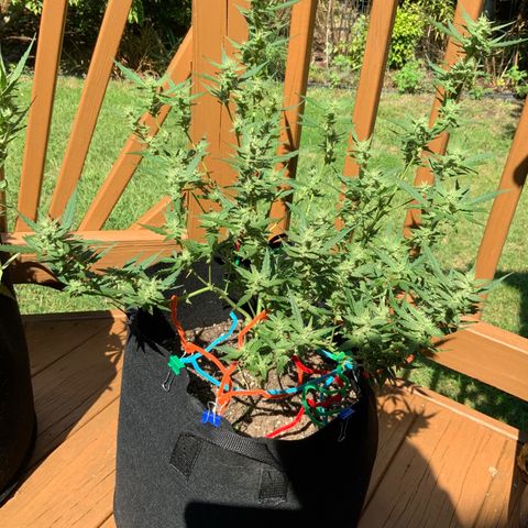 White Widow 7/25 growlog photo: 2p