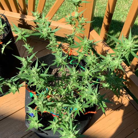 White Widow 7/25 growlog photo: 2p