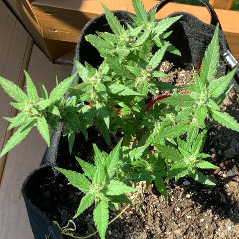 Gorilla Glue 2 7/25 growlog photo: 2p