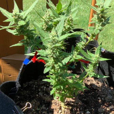 Gorilla Glue 2 7/25 growlog photo: 2p