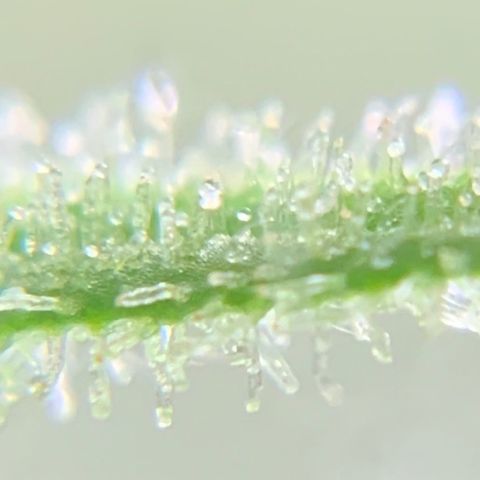 Bruce Banner 7/22 growlog photo: 8a