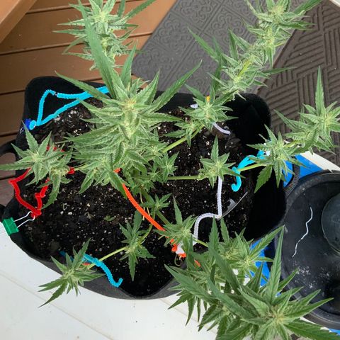 Bruce Banner 7/22 growlog photo: 8a