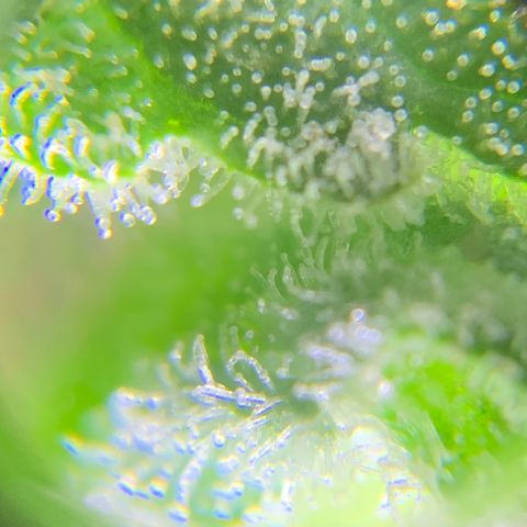 Bruce Banner 7/22 growlog photo: 8a