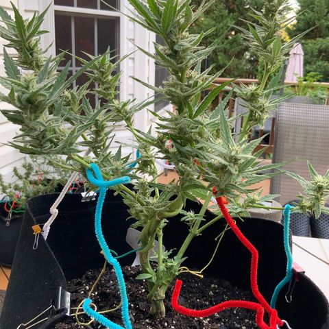 Bruce Banner 7/22 growlog photo: 8a