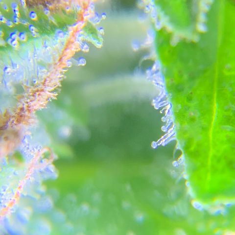 Gorilla Glue 1 7/23 growlog photo: 8a