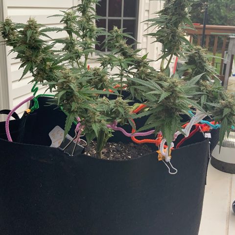 Gorilla Glue 1 7/23 growlog photo: 8a