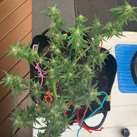 Gorilla Glue 1 7/23 growlog photo: 8a
