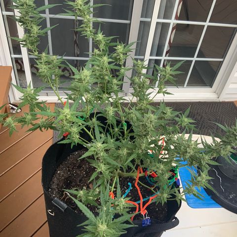 White Widow 7/25 growlog photo: 8a