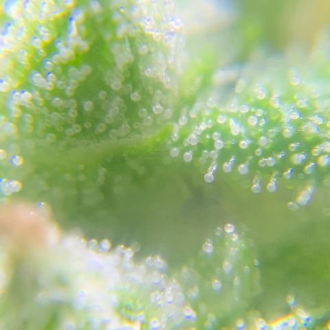 White Widow 7/25 growlog photo: 8a