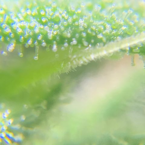White Widow 7/25 growlog photo: 8a