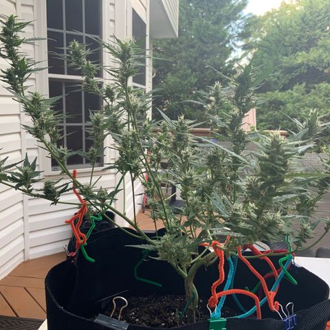 White Widow 7/25 growlog photo: 8a