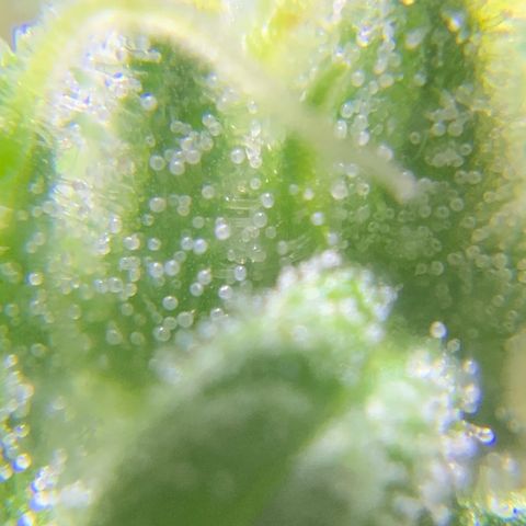 White Widow 7/25 growlog photo: 8a