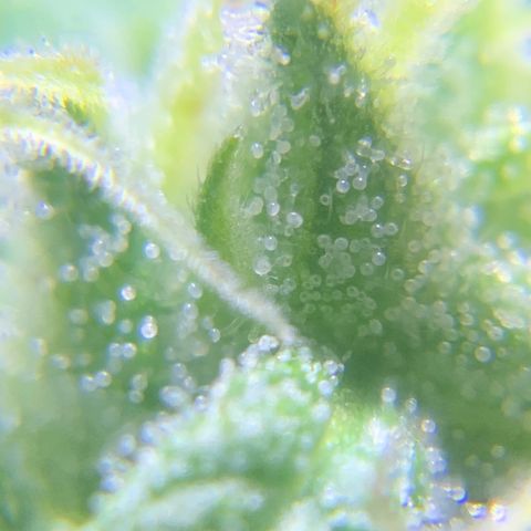 White Widow 7/25 growlog photo: 8a