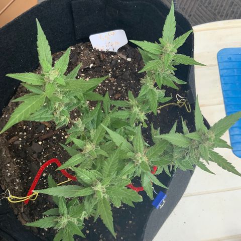 Gorilla Glue 2 7/25 growlog photo: 8a