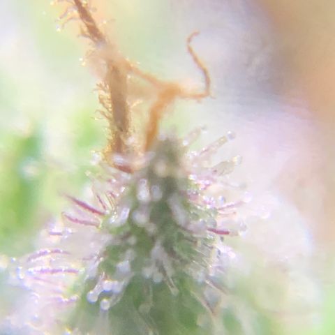 Gorilla Glue 2 7/25 growlog photo: 8a